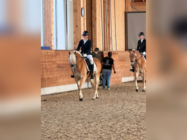 Haflinger Ruin 4 Jaar 149 cm Vos in Seekirchen am Wallersee