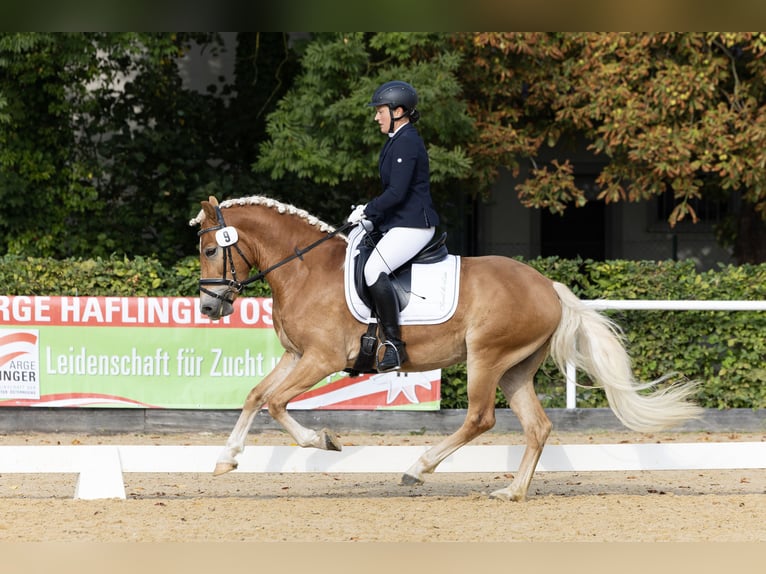 Haflinger Ruin 4 Jaar 150 cm Vos in Krieglach