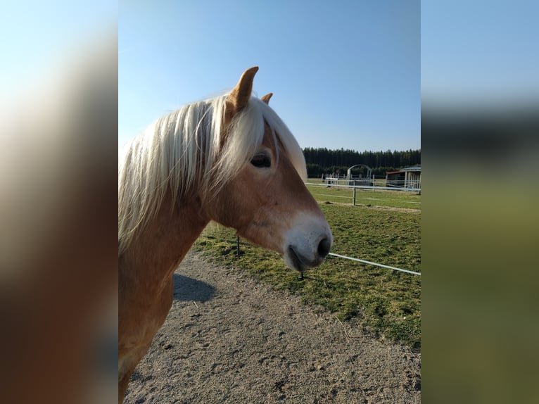 Haflinger Ruin 4 Jaar 150 cm Vos in Oberostendorf