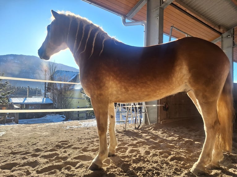 Haflinger Ruin 4 Jaar 150 cm Vos in Michelhofen