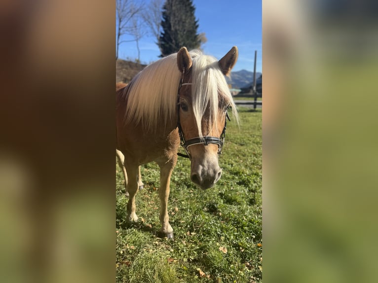 Haflinger Ruin 4 Jaar 151 cm Vos in St.Peter am Kammersberg
