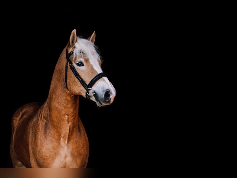 Haflinger Ruin 4 Jaar 152 cm Vos in Meinersen