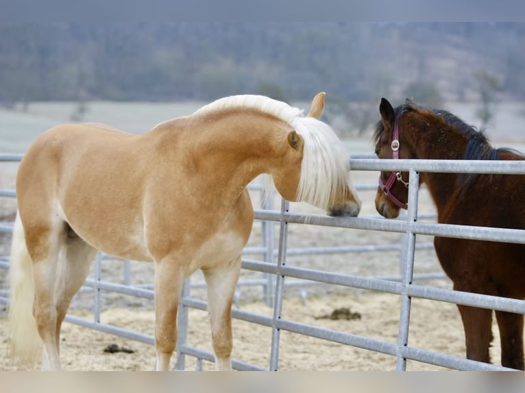 Haflinger Ruin 4 Jaar 152 cm Vos in Doenrade