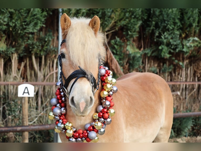 Haflinger Ruin 4 Jaar 152 cm Vos in Wegberg