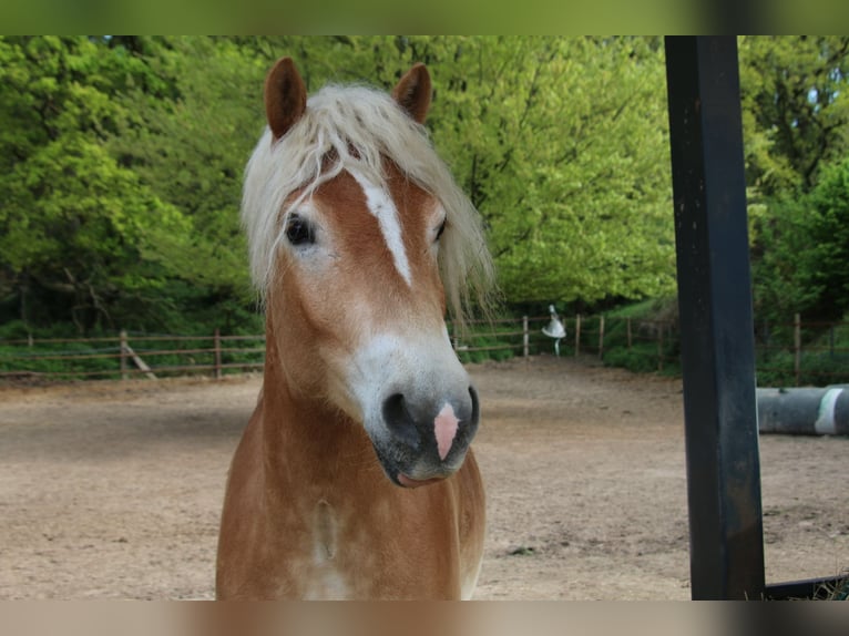 Haflinger Ruin 4 Jaar 153 cm  in WegbergWegberg
