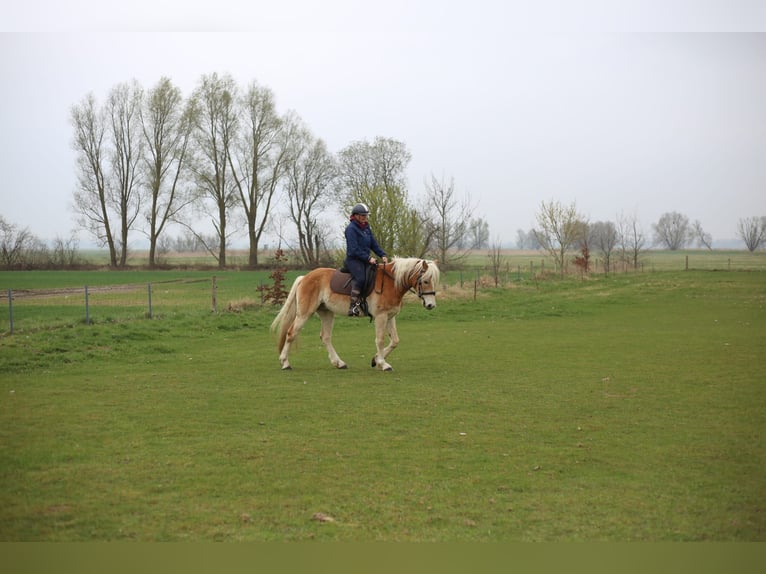 Haflinger Ruin 4 Jaar 153 cm Palomino in Wackerow
