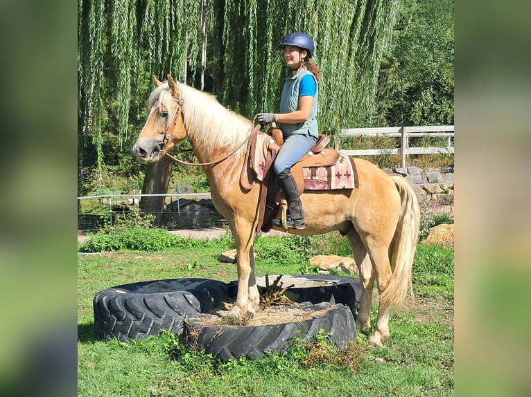 Haflinger Ruin 4 Jaar 153 cm Vos in Bayerbach