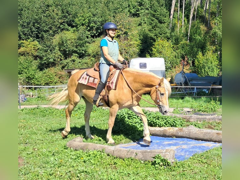 Haflinger Ruin 4 Jaar 153 cm Vos in Bayerbach