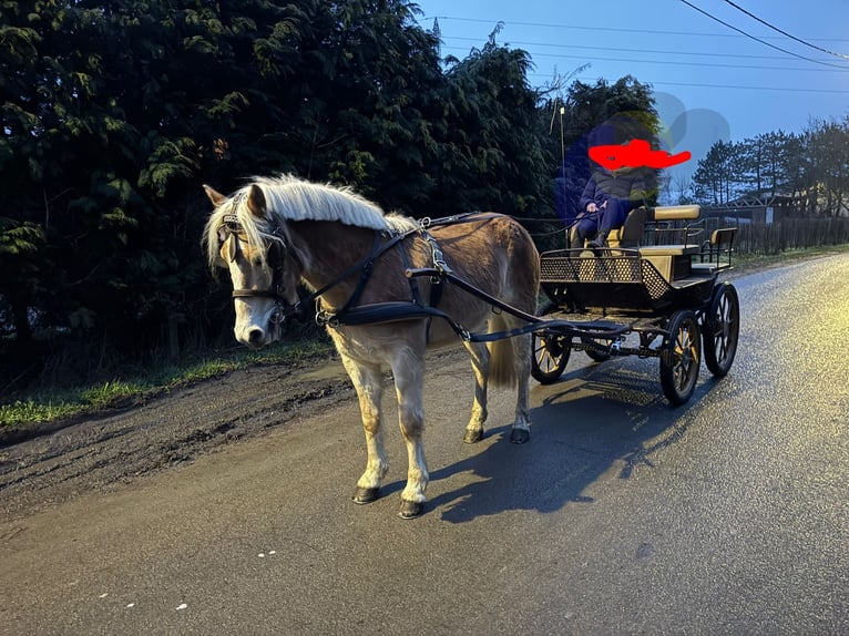 Haflinger Ruin 4 Jaar 154 cm Roodvos in Morsbach
