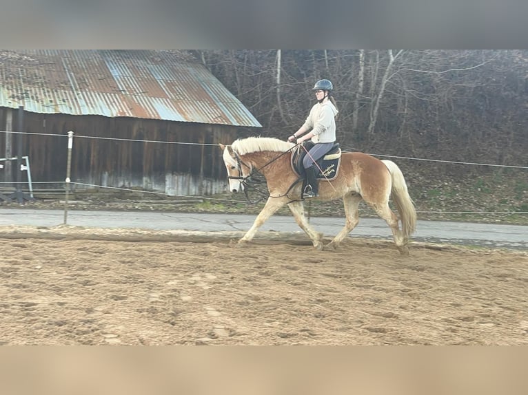 Haflinger Ruin 4 Jaar 154 cm Roodvos in Morsbach