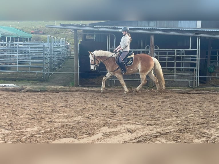 Haflinger Ruin 4 Jaar 154 cm Roodvos in Morsbach
