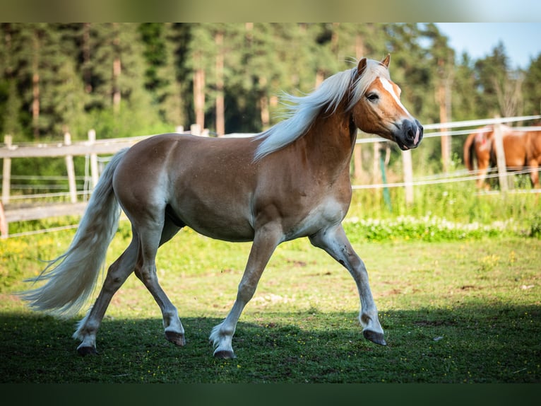 Haflinger Ruin 4 Jaar 154 cm Vos in Lind ob Velden