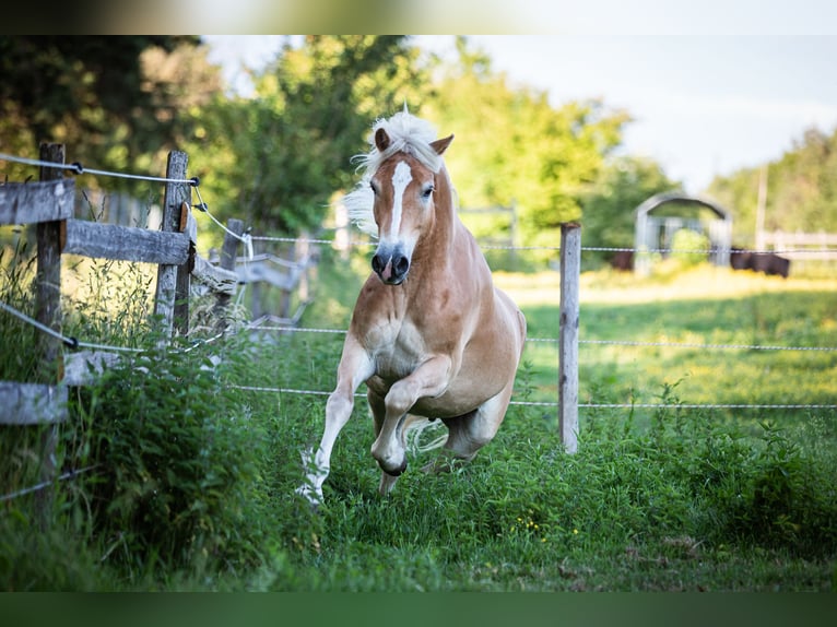 Haflinger Ruin 4 Jaar 154 cm Vos in Lind ob Velden