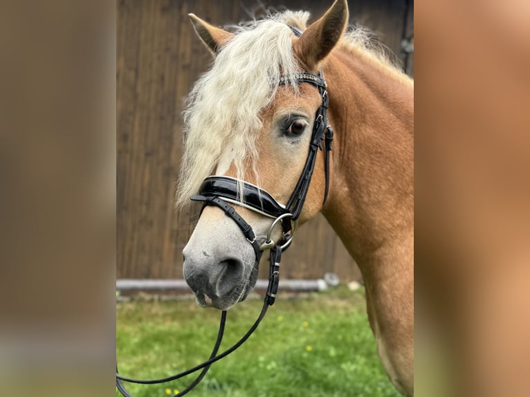 Haflinger Ruin 4 Jaar 154 cm Vos in Bleckede