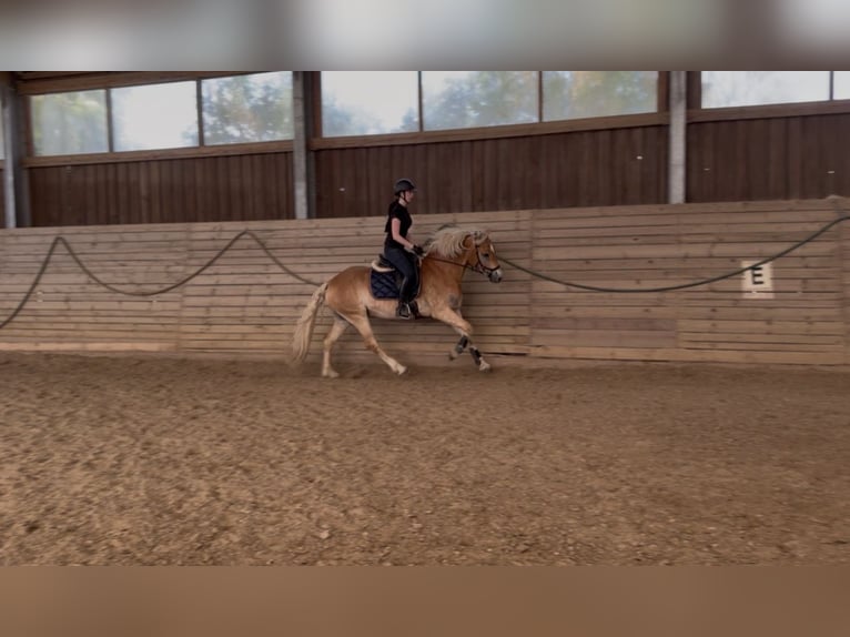 Haflinger Ruin 4 Jaar 155 cm Vos in Mühlfeld