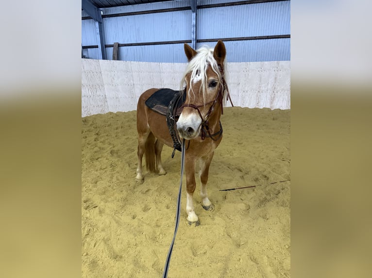 Haflinger Ruin 4 Jaar 155 cm Vos in Daleiden