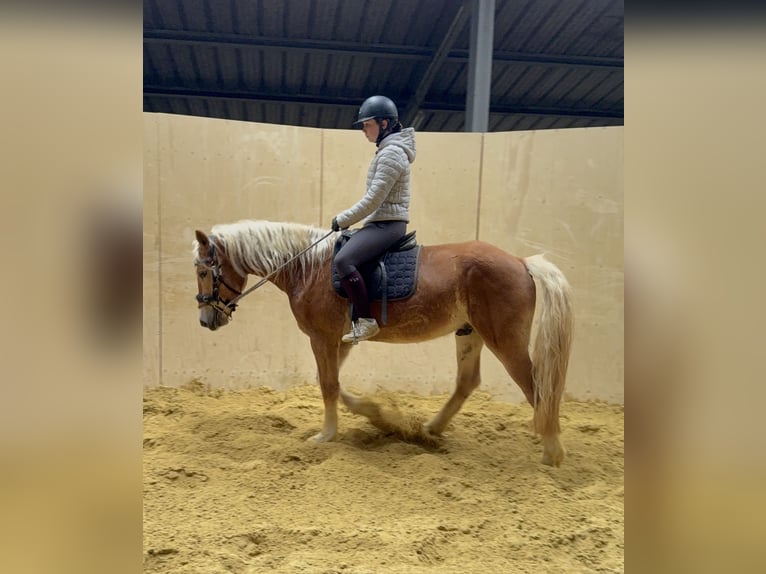 Haflinger Ruin 4 Jaar 155 cm Vos in Daleiden