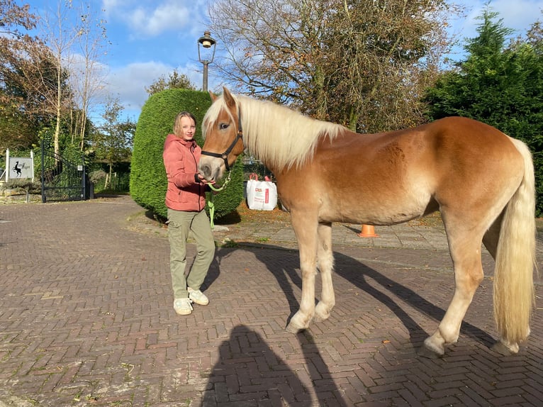 Haflinger Ruin 4 Jaar 155 cm Vos in Wassenaar