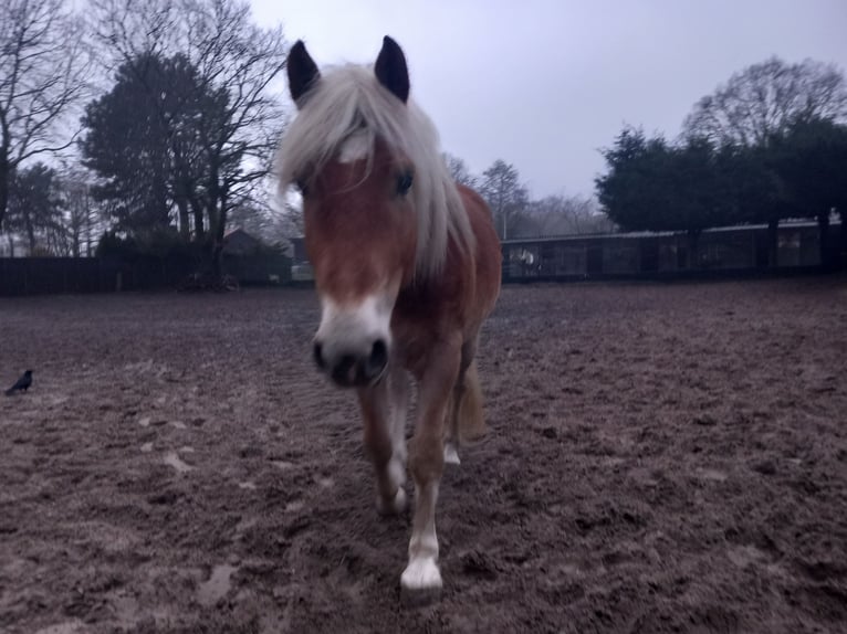 Haflinger Ruin 4 Jaar 155 cm Vos in Wassenaar