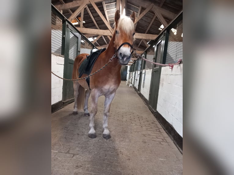 Haflinger Ruin 4 Jaar 155 cm Vos in Wassenaar