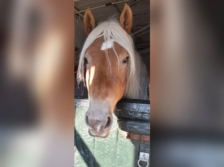 Haflinger Ruin 4 Jaar 155 cm Vos in Wassenaar