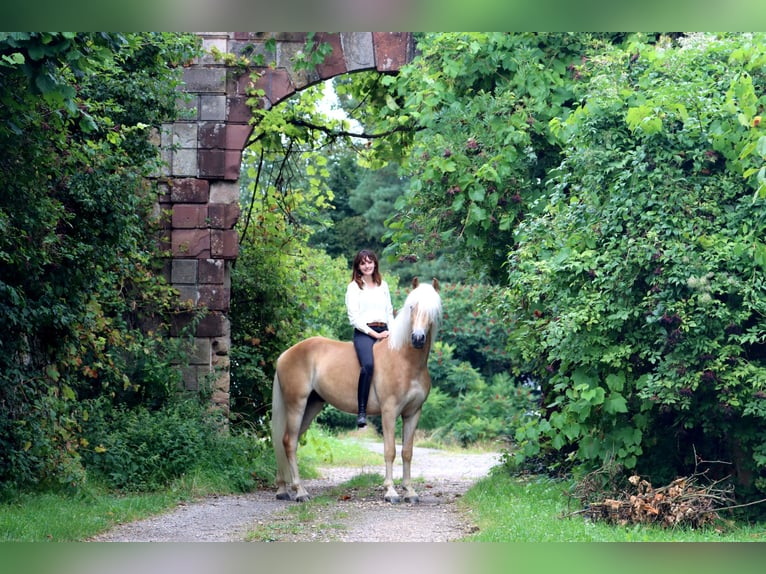 Haflinger Ruin 4 Jaar 158 cm in MONTENACH