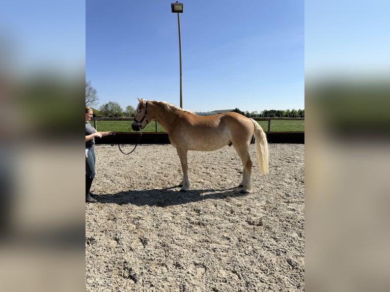 Haflinger Ruin 4 Jaar 158 cm  in Uden
