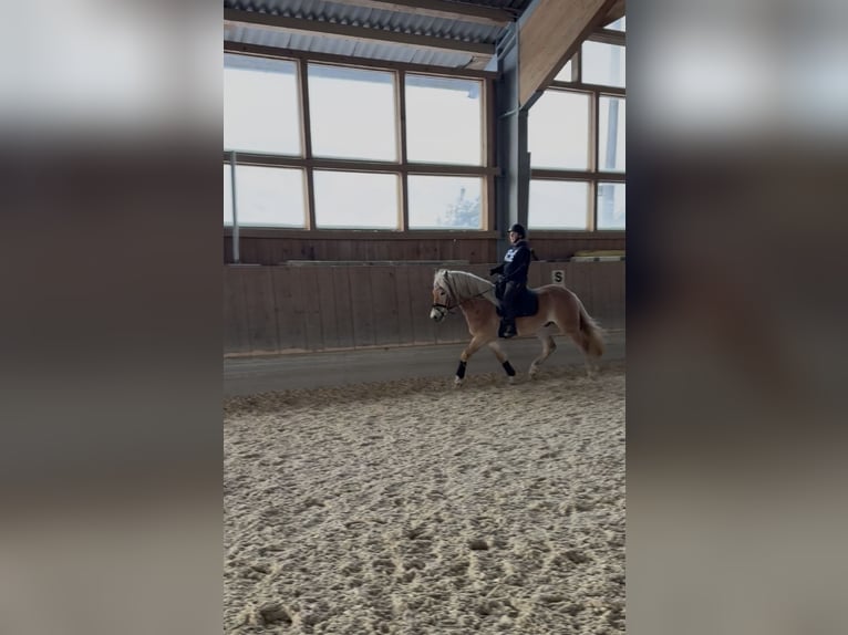 Haflinger Ruin 4 Jaar 159 cm Vos in Salzburg