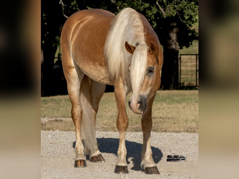 Haflinger Ruin 4 Jaar Palomino in Cisco