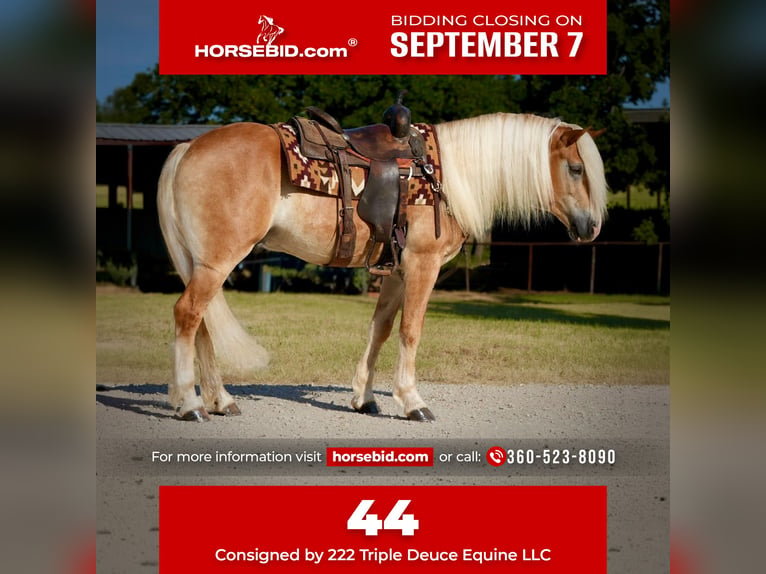 Haflinger Ruin 4 Jaar Palomino in Cisco