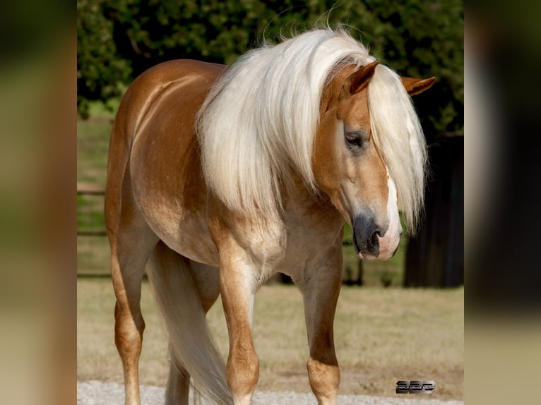 Haflinger Ruin 4 Jaar Palomino in Cisco