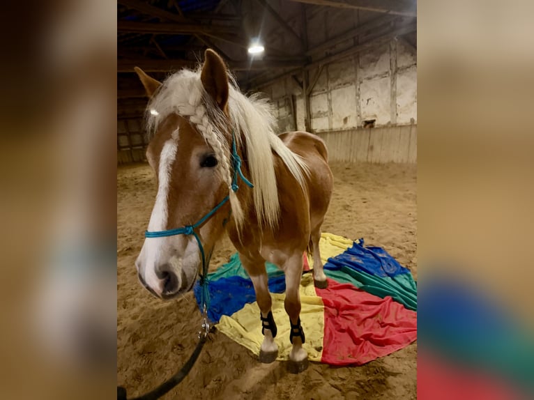 Haflinger Ruin 4 Jaar  in Bad Zwesten
