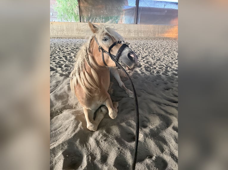 Haflinger Ruin 4 Jaar  in Mosbach