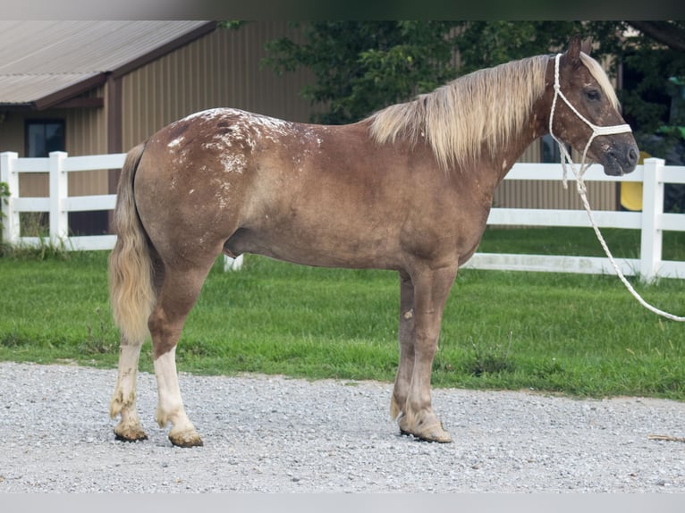 Haflinger Mix Ruin 5 Jaar 142 cm Roodvos in Independence