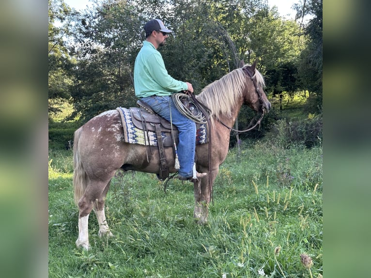 Haflinger Mix Ruin 5 Jaar 142 cm Roodvos in Independence