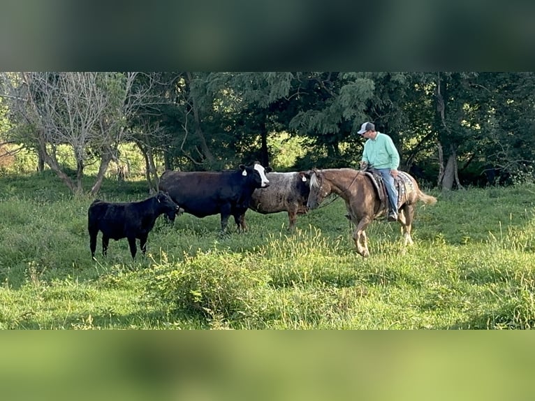 Haflinger Mix Ruin 5 Jaar 142 cm Roodvos in Independence
