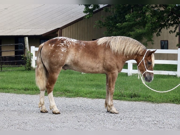 Haflinger Mix Ruin 5 Jaar 142 cm Roodvos in Independence