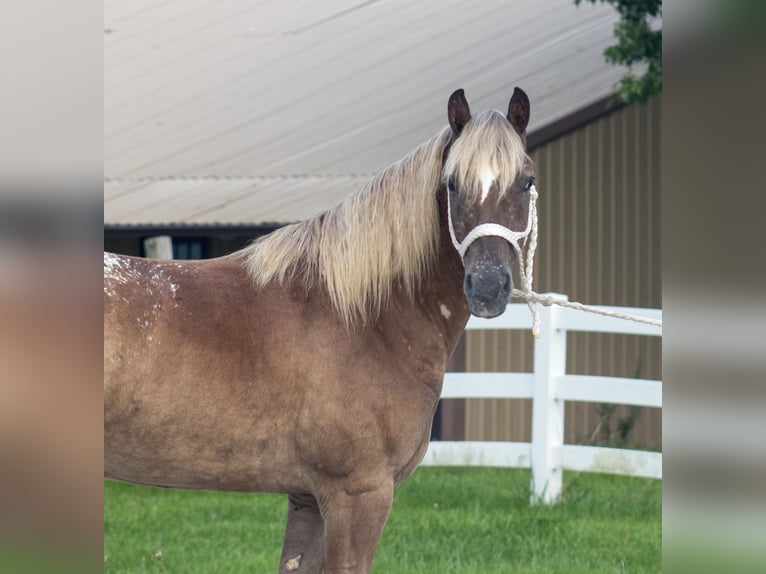Haflinger Mix Ruin 5 Jaar 142 cm Roodvos in Independence