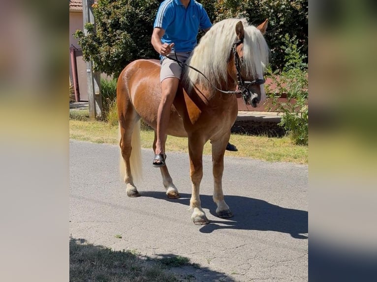 Haflinger Ruin 5 Jaar 144 cm Vos in Rechnitz