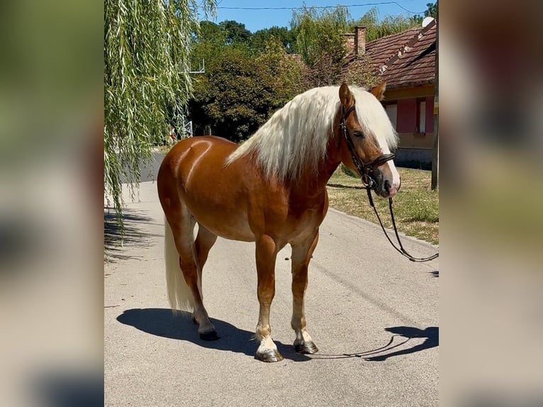 Haflinger Ruin 5 Jaar 144 cm Vos in Rechnitz
