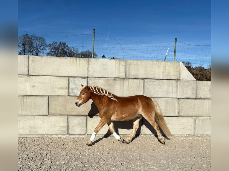 Haflinger Ruin 5 Jaar 145 cm in Wiesenfelden