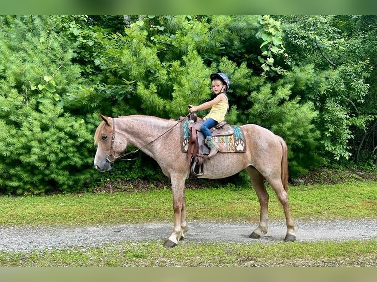 Haflinger Ruin 5 Jaar 145 cm Roan-Red in North Windham