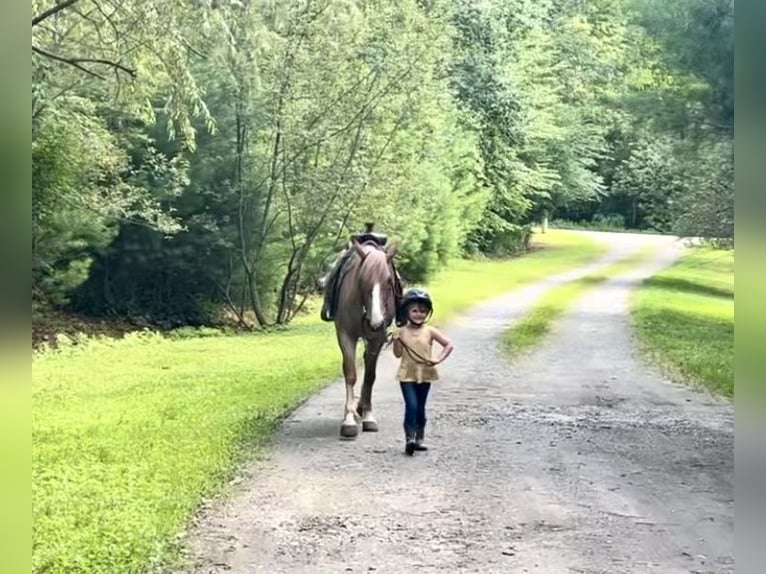Haflinger Ruin 5 Jaar 145 cm Roan-Red in North Windham