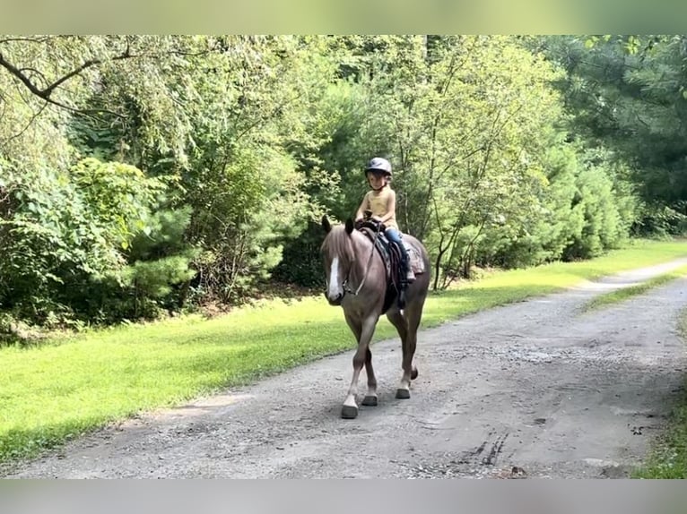Haflinger Ruin 5 Jaar 145 cm Roan-Red in North Windham