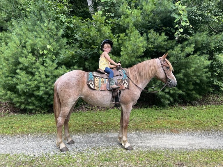Haflinger Ruin 5 Jaar 145 cm Roan-Red in North Windham