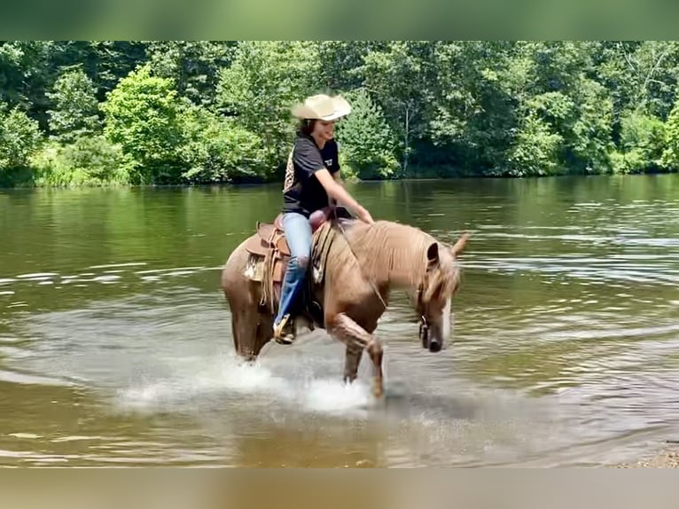 Haflinger Ruin 5 Jaar 145 cm Roan-Red in North Windham