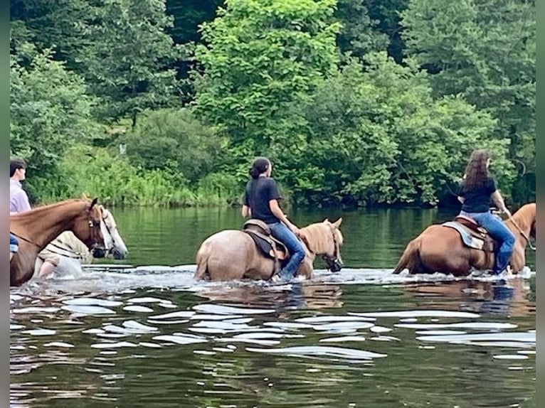 Haflinger Ruin 5 Jaar 145 cm Roan-Red in North Windham