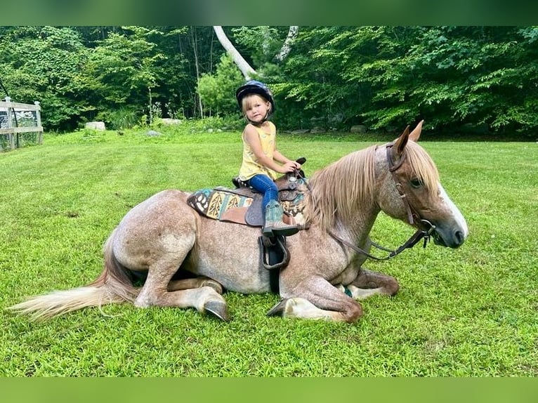 Haflinger Ruin 5 Jaar 145 cm Roan-Red in North Windham