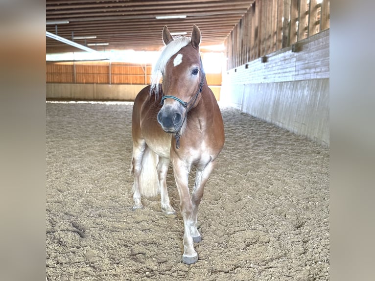 Haflinger Ruin 5 Jaar 145 cm Vos in Weisslingen