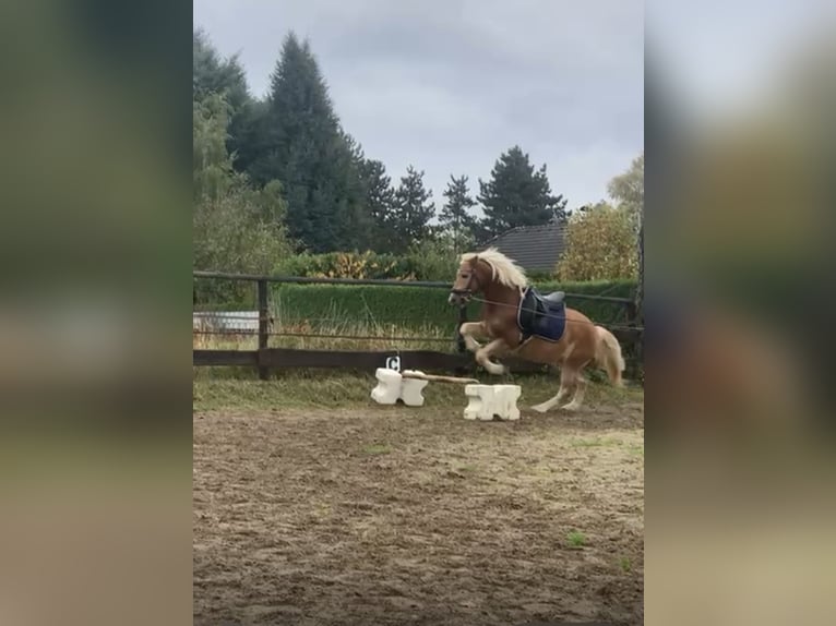 Haflinger Mix Ruin 5 Jaar 145 cm Vos in Buchholz (Westerwald)Asbach